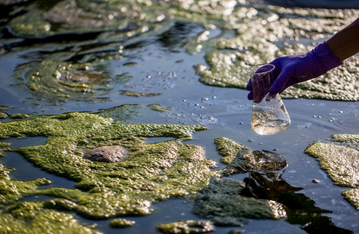 Sentinel microbe Acanthamoeba: Incubator of antibiotic resistance in polluted water