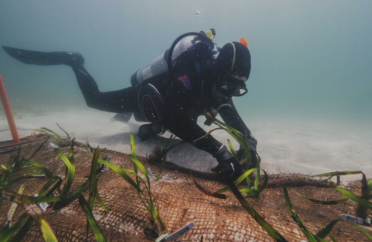 Ecosystem restoration