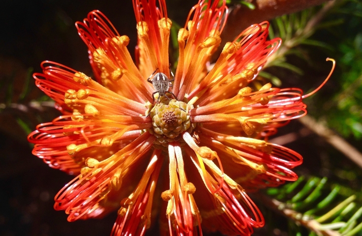 Understanding the ecology and evolution of Australia's biodiversity