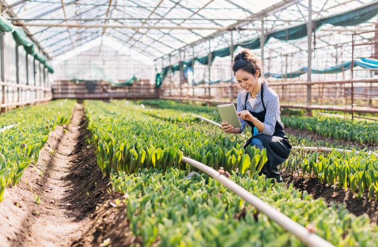 Dynamic Modelling and Control of Greenhouses