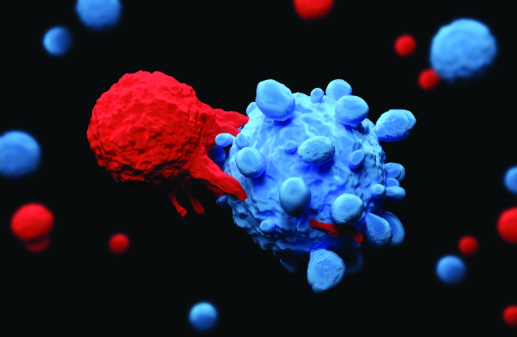 Imaging killer immune cells targeting tumours