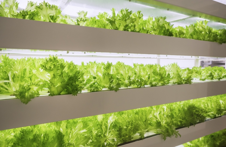 Smart, Energy Efficient and Secure IoT Systems for Indoor Farming 