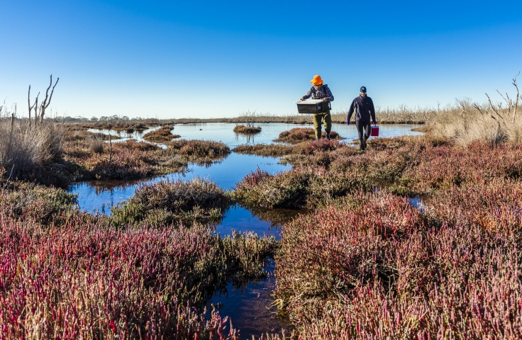 Pollution Control and Mitigation